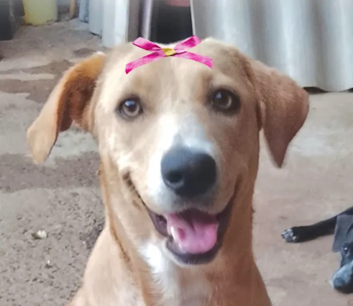Cachorro raça Labrador idade 7 a 11 meses nome Laika