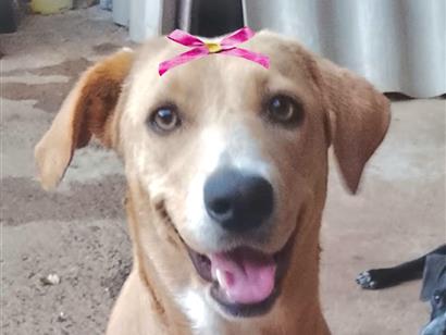 Laika - Brasília