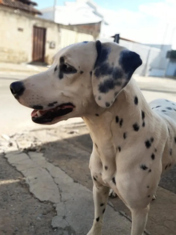 Cachorro raça Dálmata idade 2 anos nome Luck