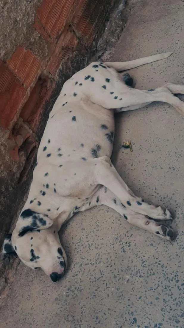 Cachorro raça Dálmata idade 2 anos nome Luck
