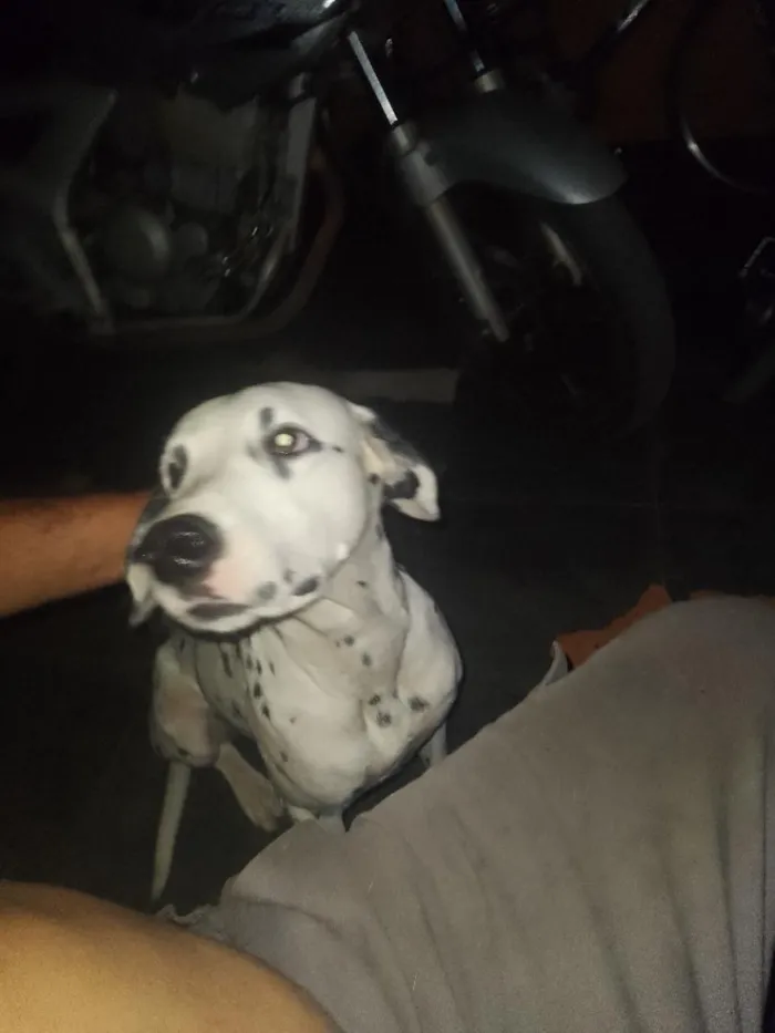 Cachorro raça Dálmata idade 2 anos nome Luck