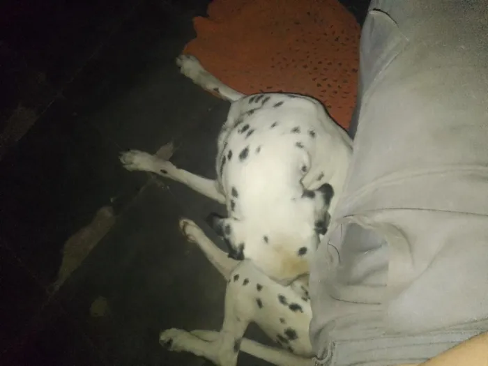 Cachorro raça Dálmata idade 2 anos nome Luck