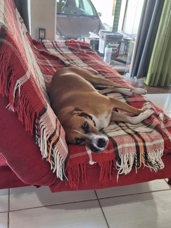 Cachorro raça SRD-ViraLata idade 5 anos nome Menina Princesa