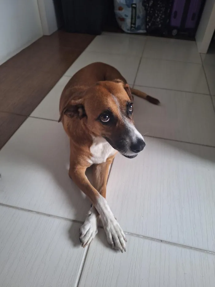 Cachorro raça SRD-ViraLata idade 5 anos nome Menina Princesa