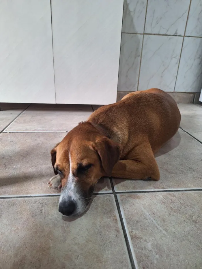 Cachorro raça SRD-ViraLata idade 5 anos nome Menina Princesa