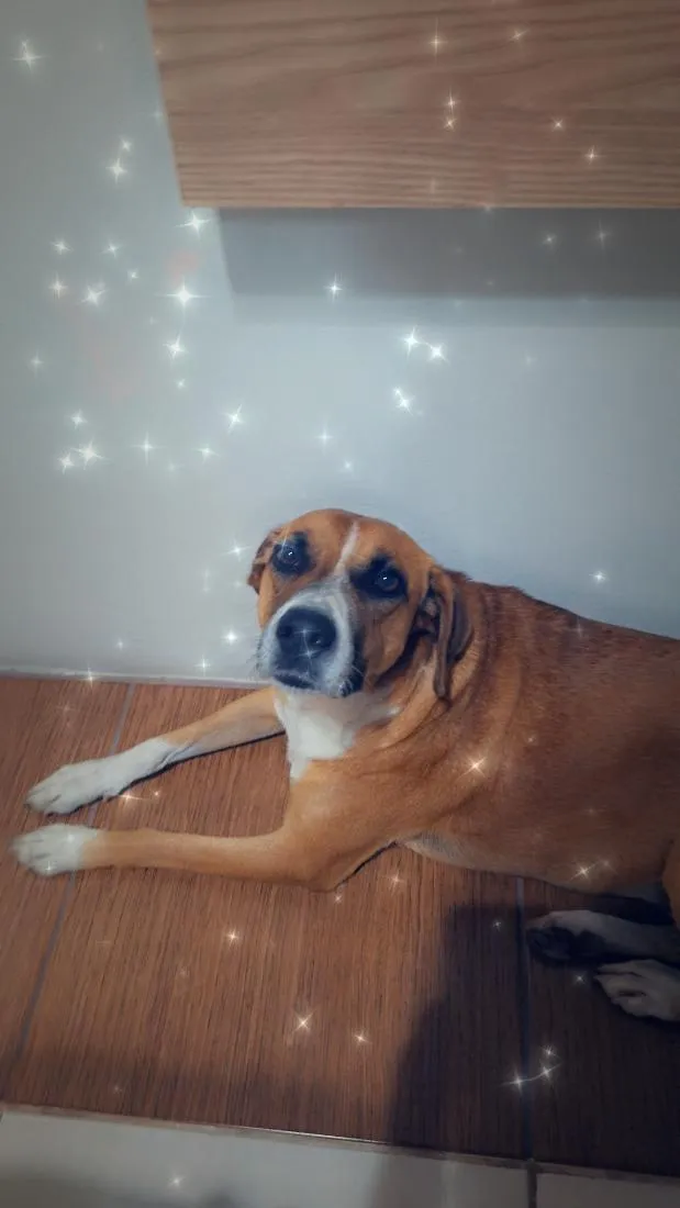 Cachorro raça SRD-ViraLata idade 5 anos nome Menina Princesa
