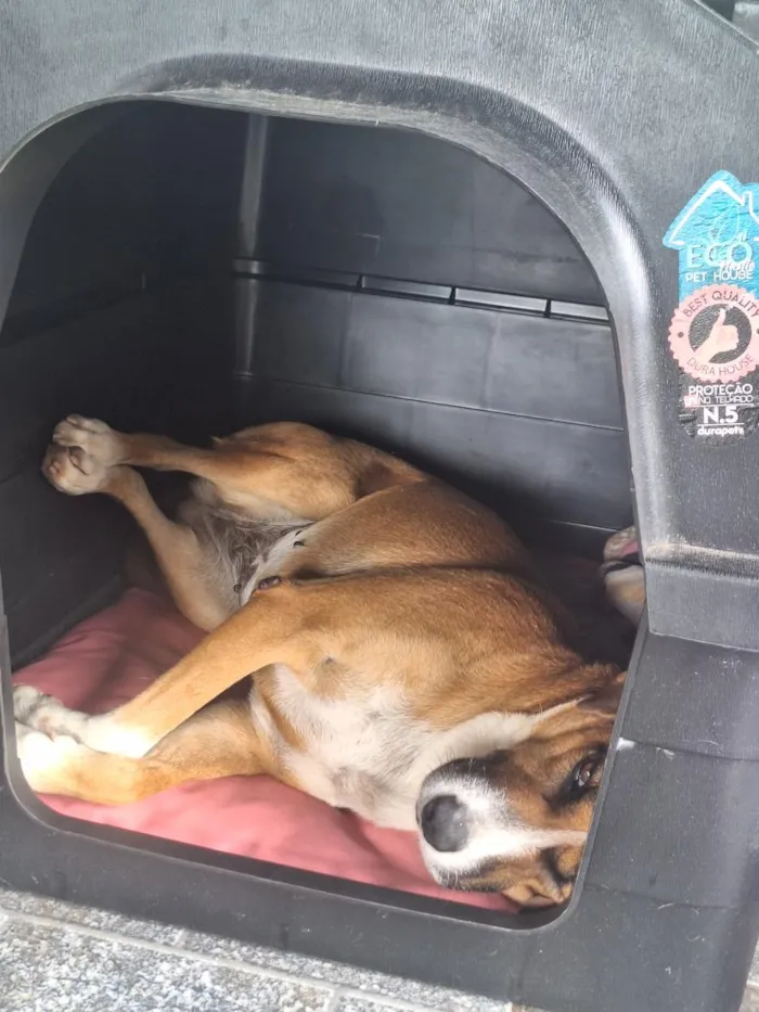 Cachorro raça SRD-ViraLata idade 5 anos nome Menina Princesa