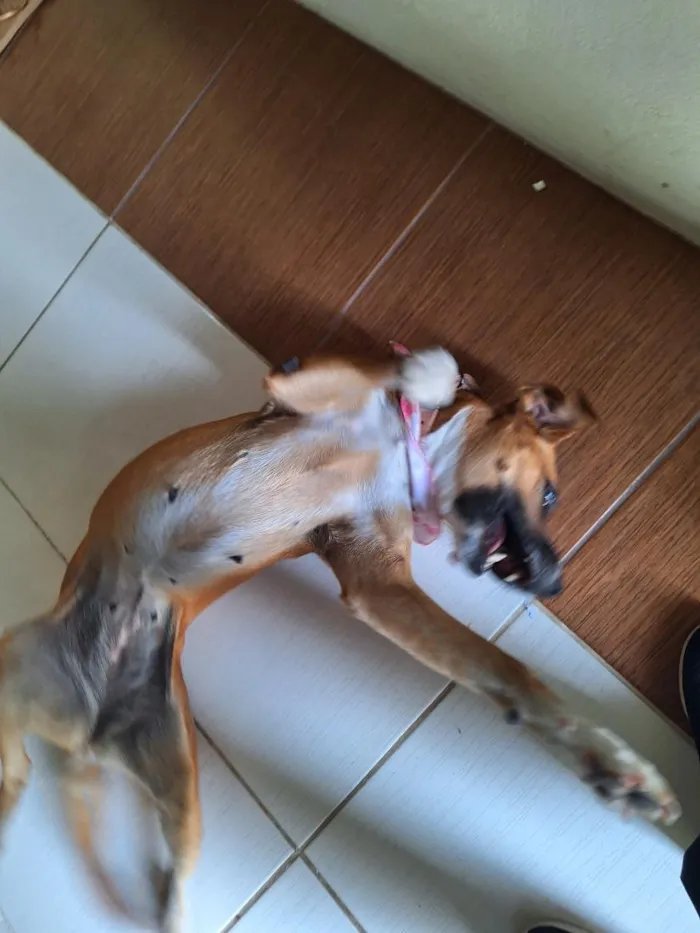 Cachorro raça SRD-ViraLata idade 5 anos nome Menina Princesa