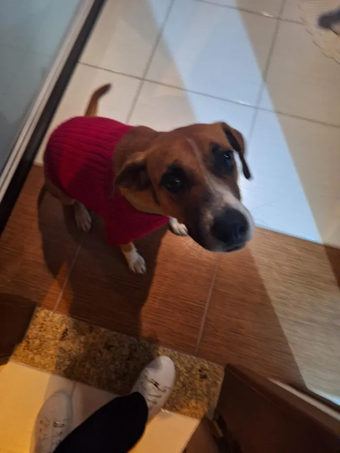 Cachorro raça SRD-ViraLata idade 5 anos nome Menina Princesa
