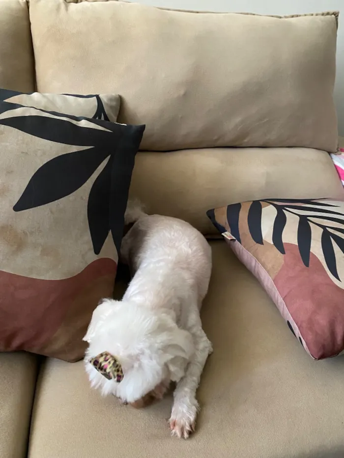 Cachorro raça Maltês idade 6 ou mais anos nome Hannah
