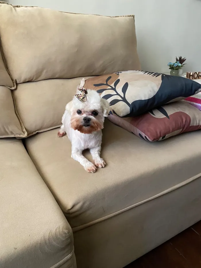 Cachorro raça Maltês idade 6 ou mais anos nome Hannah