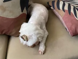 Cachorro raça Maltês idade 6 ou mais anos nome Hannah
