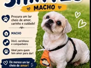 Cachorro raça Shitzu idade 3 anos nome ?