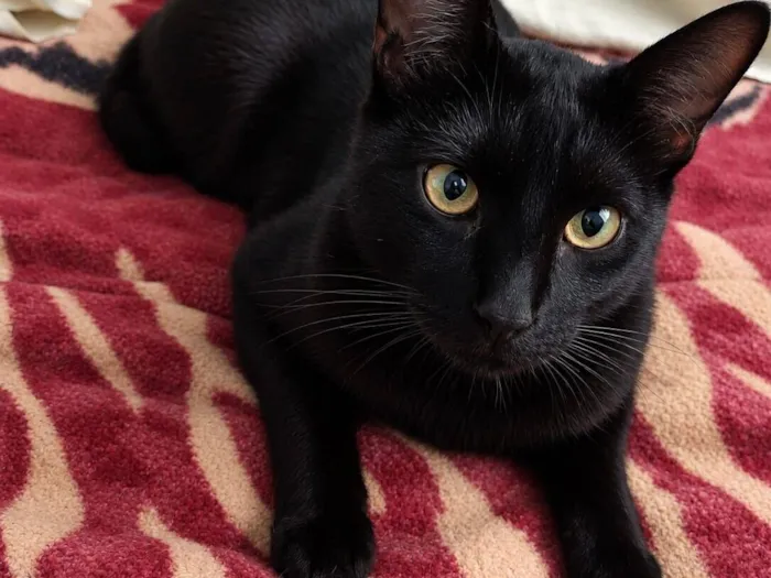 Gato raça SRD-ViraLata idade 2 anos nome Bruce
