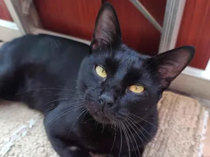 Gato raça SRD-ViraLata idade 2 anos nome Bruce