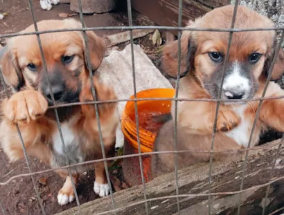 Cachorro raça SRD-ViraLata idade 2 a 6 meses nome sem nomes