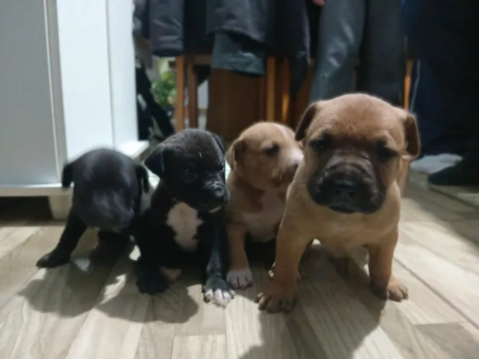 Cachorro raça Pit-Bull idade 2 a 6 meses nome lindos filhotes