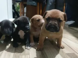 Cachorro raça Pit-Bull idade 2 a 6 meses nome lindos filhotes
