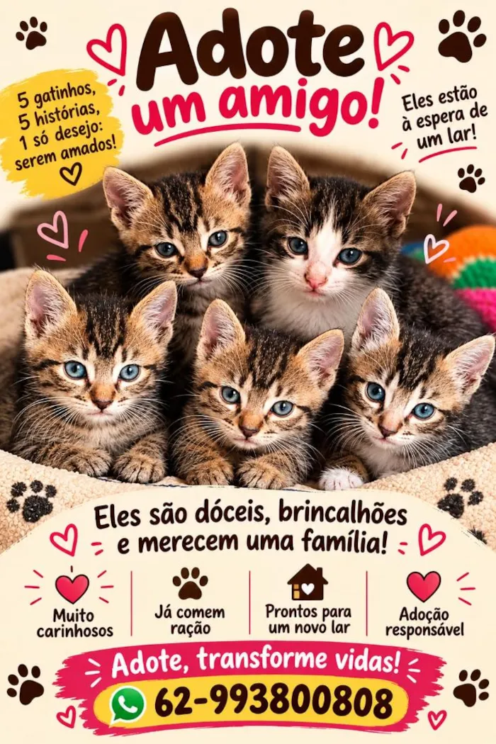 Gato raça SRD-ViraLata idade Abaixo de 2 meses nome Sem nomes
