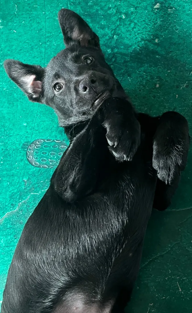 Cachorro raça SRD-ViraLata idade 2 a 6 meses nome Pandora