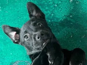 Cachorro raça SRD-ViraLata idade 2 a 6 meses nome Pandora