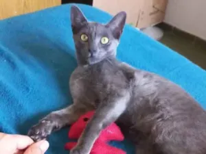 Gato raça SRD-ViraLata idade 2 a 6 meses nome Raul