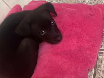 Cachorro raça SRD-ViraLata idade 2 a 6 meses nome Lua
