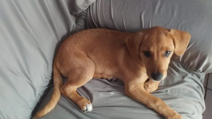 Cachorro raça SRD-ViraLata idade 2 a 6 meses nome Mel