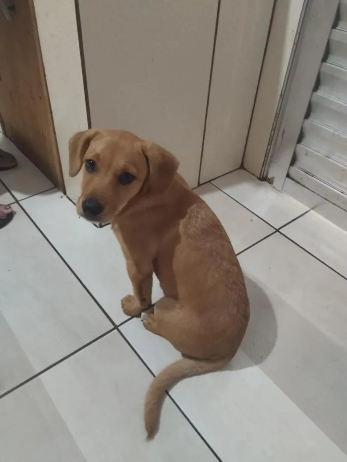 Cachorro raça SRD-ViraLata idade 2 a 6 meses nome Mel