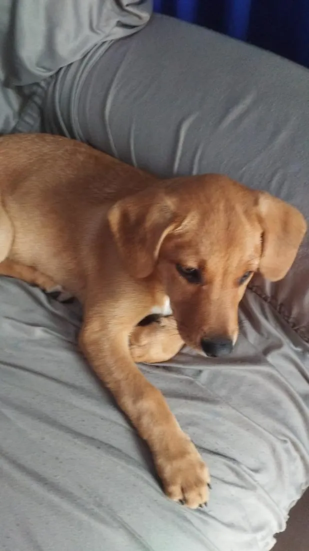 Cachorro raça SRD-ViraLata idade 2 a 6 meses nome Mel