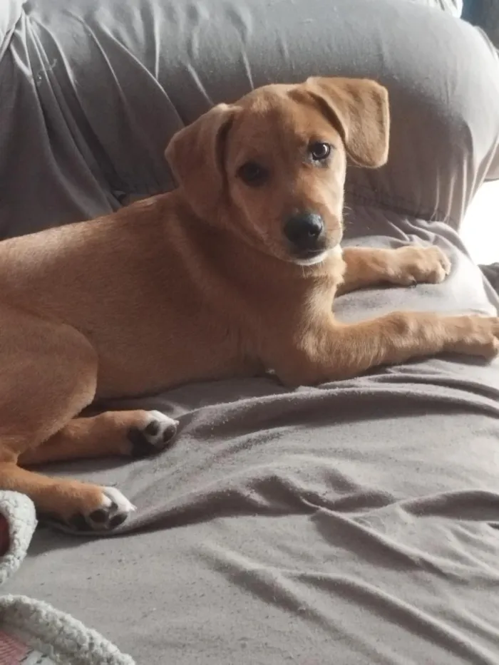 Cachorro raça SRD-ViraLata idade 2 a 6 meses nome Mel