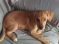 Mel
