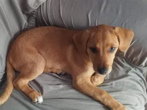 Cachorro raça SRD-ViraLata idade 2 a 6 meses nome Mel