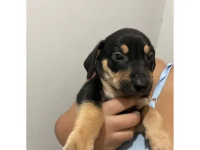 Cachorro raça SRD-ViraLata idade Abaixo de 2 meses nome Ainda sem nome 