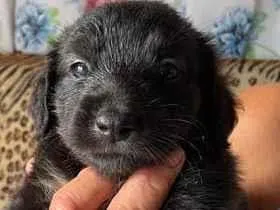 Cachorro raça SRD-ViraLata idade Abaixo de 2 meses nome Ainda sem nome 