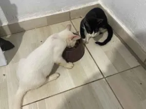 Gato raça SRD-ViraLata idade 2 a 6 meses nome Mingau e Faísca