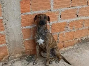 Cachorro raça SRD-ViraLata idade 4 anos nome Pandora