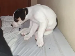 Cachorro raça SRD-ViraLata idade 2 a 6 meses nome aurora