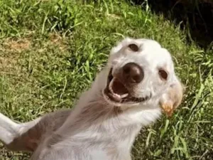 Cachorro raça SRD-ViraLata idade 1 ano nome bob