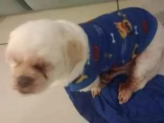 Cachorro raça Lhasa Apso idade 6 ou mais anos nome Bobi