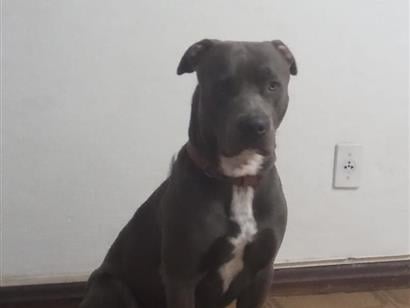 Ziggy - Rio de Janeiro