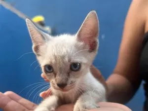 Gato raça Siamês idade 2 a 6 meses nome gatos 