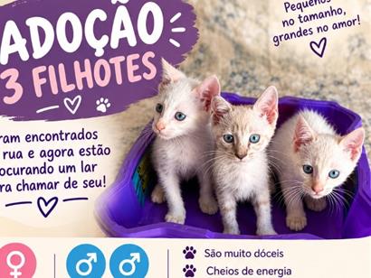 Gatos - Cuiabá