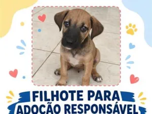 Cachorro raça SRD-ViraLata idade 2 a 6 meses nome Mibi