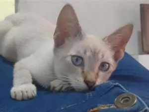 Gato raça SRD-ViraLata idade 7 a 11 meses nome Marye