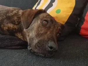 Cachorro raça SRD-ViraLata idade 7 a 11 meses nome Bagheera