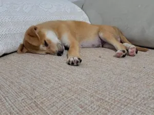 Cachorro raça SRD-ViraLata idade 2 a 6 meses nome Simba