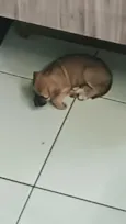 Caramela