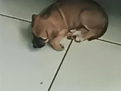 Cachorro raça SRD-ViraLata idade 2 a 6 meses nome Caramela