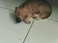Caramela